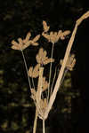 Foxtail flatsedge